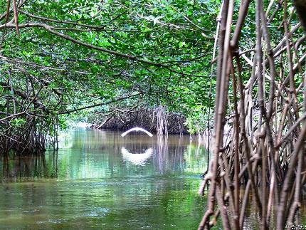 la-laguna-redonda-con-sus-manglares.jpg