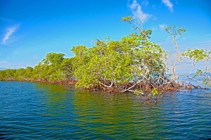 Bahía La Gina, es un bosque salado bañado por el Atlántico que se encuentra a un metro de altitud sobre el nivel del mar.